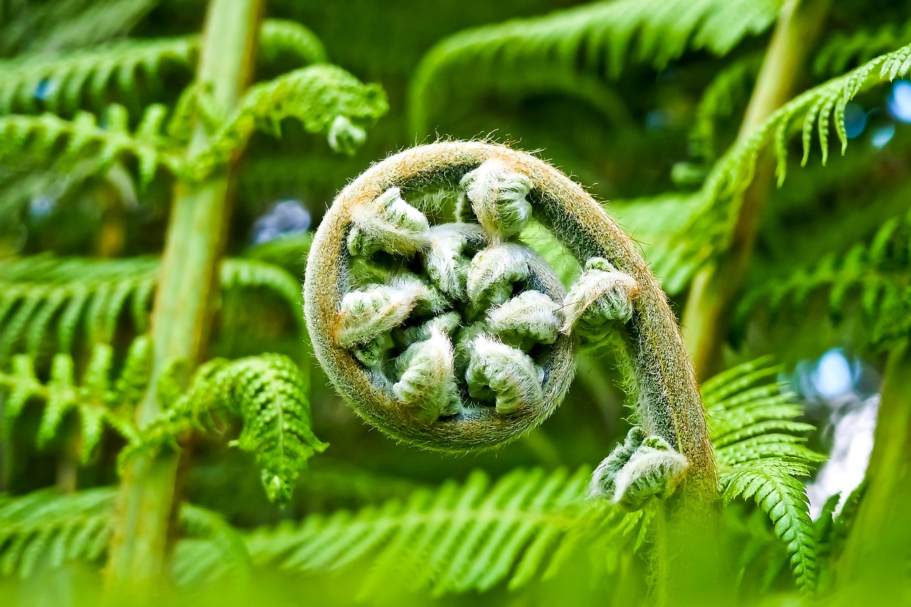 cycad, fern, flora-2245814.jpg